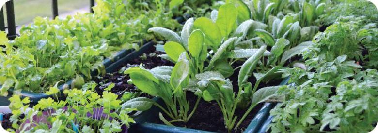 plants growing in containers